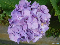 雨と紫陽花