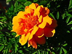 上石神井の花02