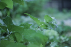 wait for rain
