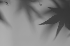 蜘蛛の夢
