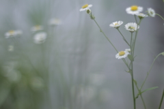 gently