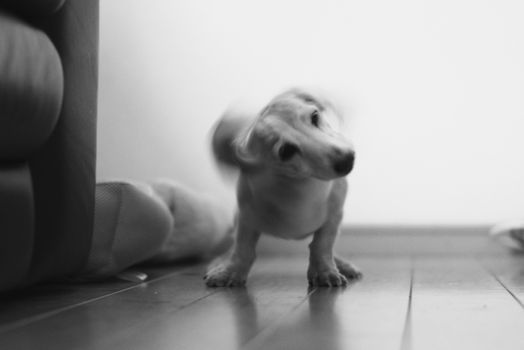 ダンボいぬ