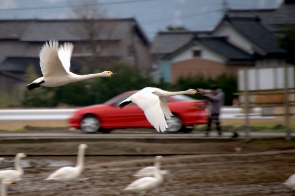 越冬を終え、白鳥たちがシベリアへ