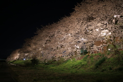 夜桜