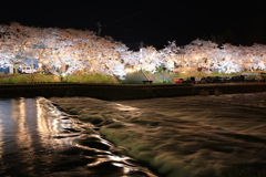 夜桜