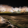 夜桜