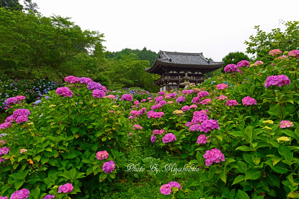 紫陽花寺