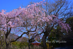 桜狩り