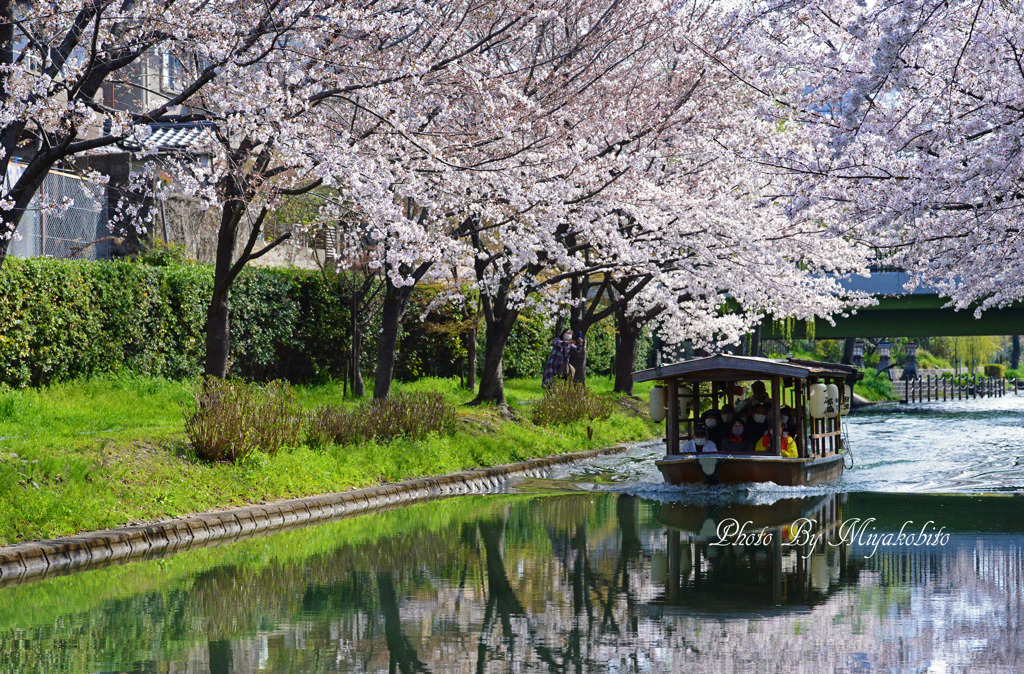 桜と十石船