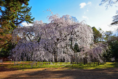 大枝垂れ桜