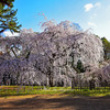 大枝垂れ桜