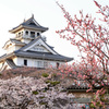 長浜城と桜