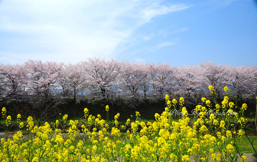 春うらら