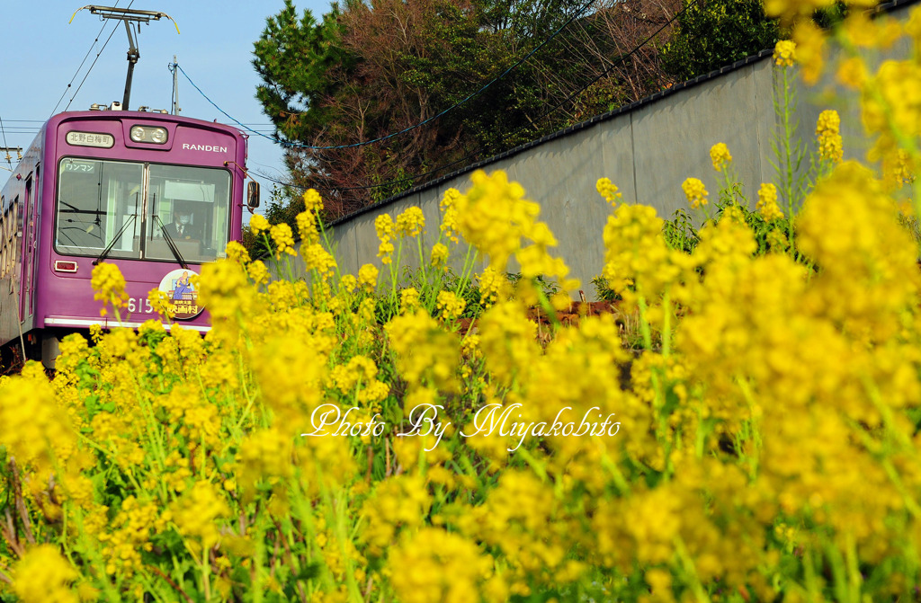 菜の花と嵐電