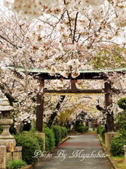 桜のトンネル