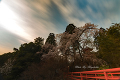 枝垂れ桜の目覚め