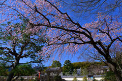 桜狩り　３