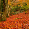 紅葉の絨毯
