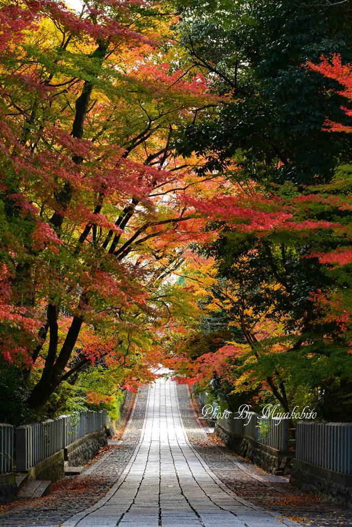 紅葉坂
