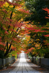 紅葉坂