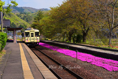 丹鉄と芝桜