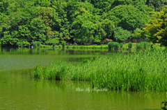 萌黄色の広沢大池