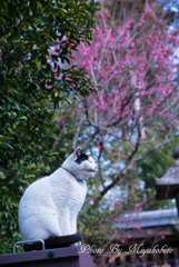 吾輩は猫である