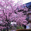 河津桜満開
