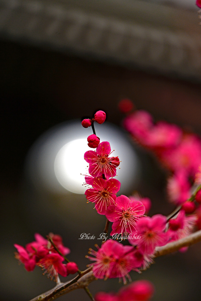 紅梅　２