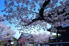 桜満開