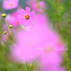 秋桜