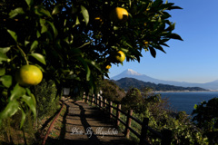 ミカンと富士山