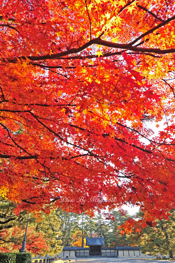 秋のキャンバス