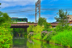 京阪紫陽花のある風景