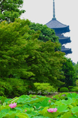 蓮と五重塔