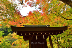 薄紅葉