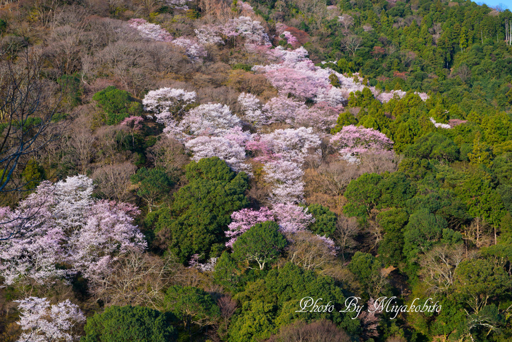 桜雲
