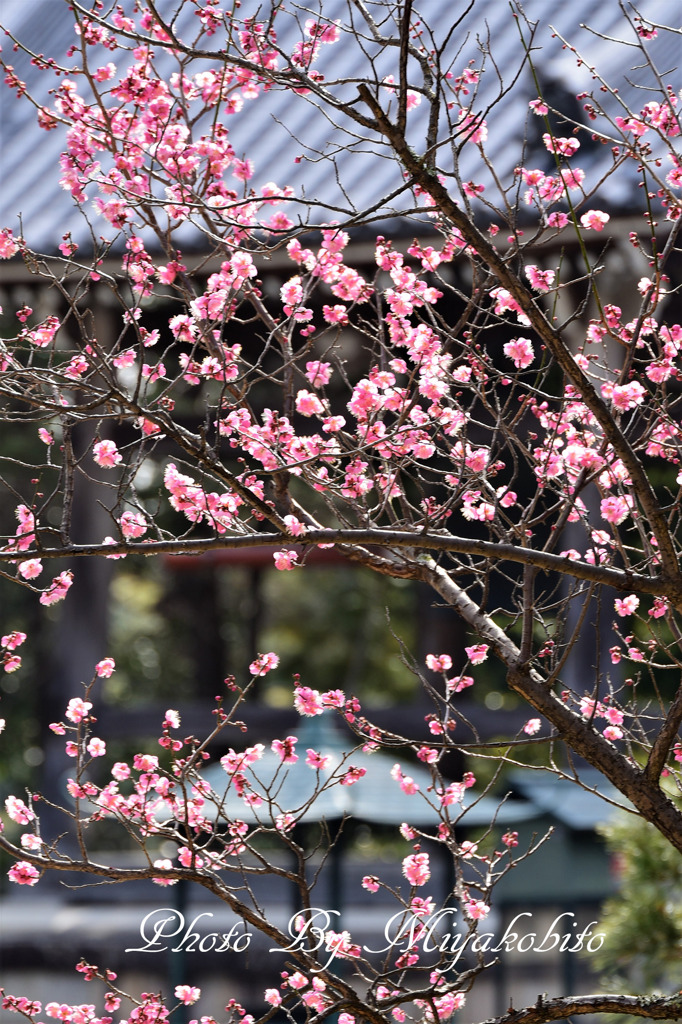 香りに包まれて
