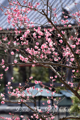 香りに包まれて