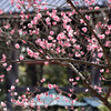 香りに包まれて