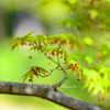 モミジの花