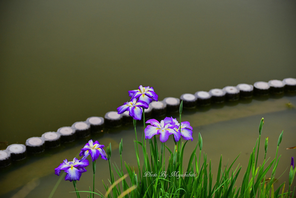 花菖蒲