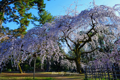 近衛の桜