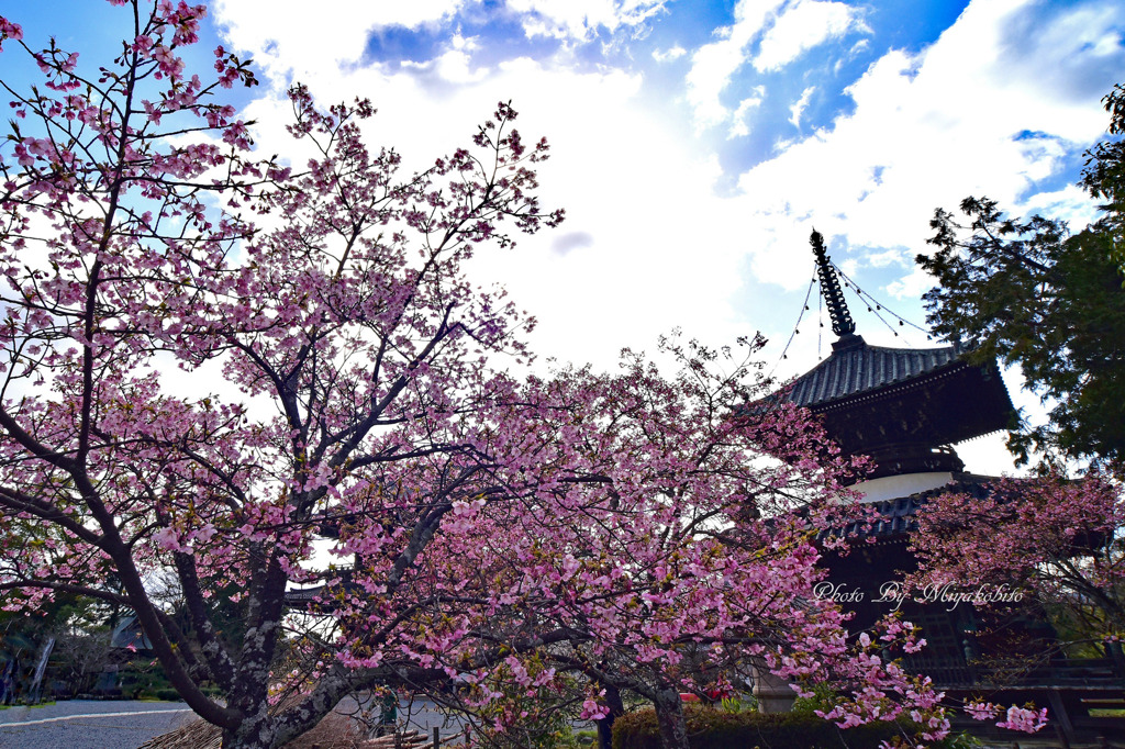 河津桜と多宝塔