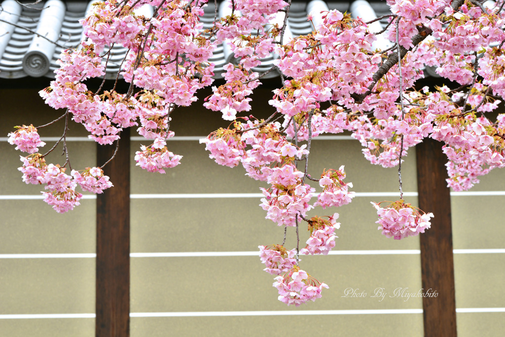 河津桜シャワー
