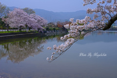 桜（広沢の池）