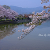 桜（広沢の池）