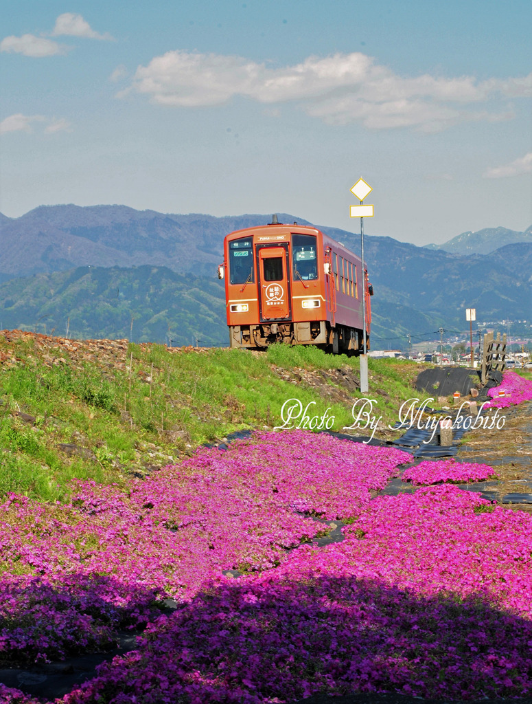 芝桜と列車