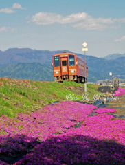 芝桜と列車