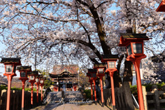 桜の参道